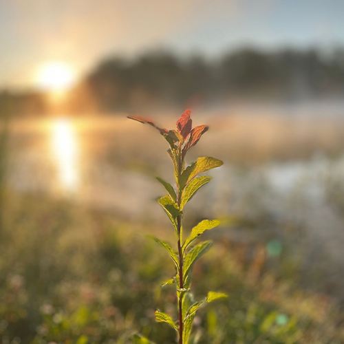 正念教養創始人親授